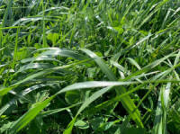 Blandningar av gräs, sportgräs, gräs, betesgräs. Polska gräsfrön 02