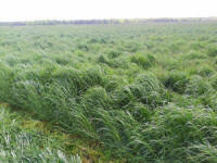 Blandningar av gräs, sportgräs, gräs, betesgräs. Polska gräsfrön 11