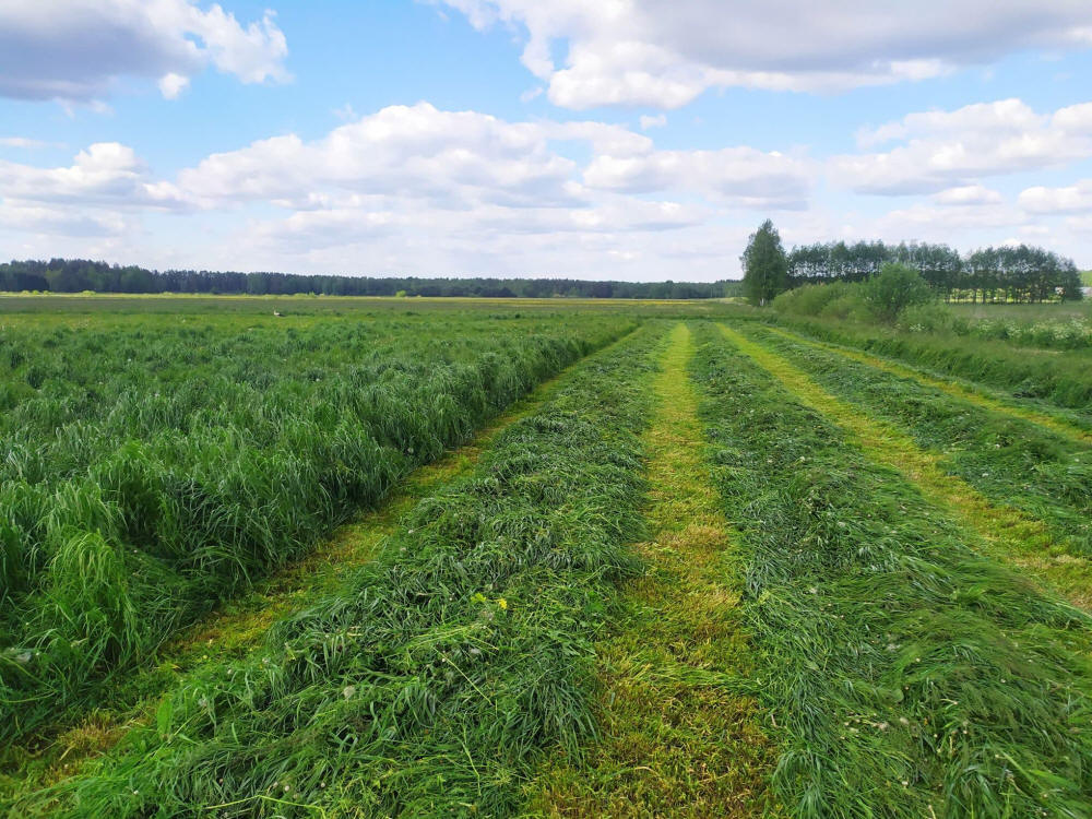 Blandningar av gräs, sportgräsmattor, gräs, betesgräs Polskie Nasiona Traw